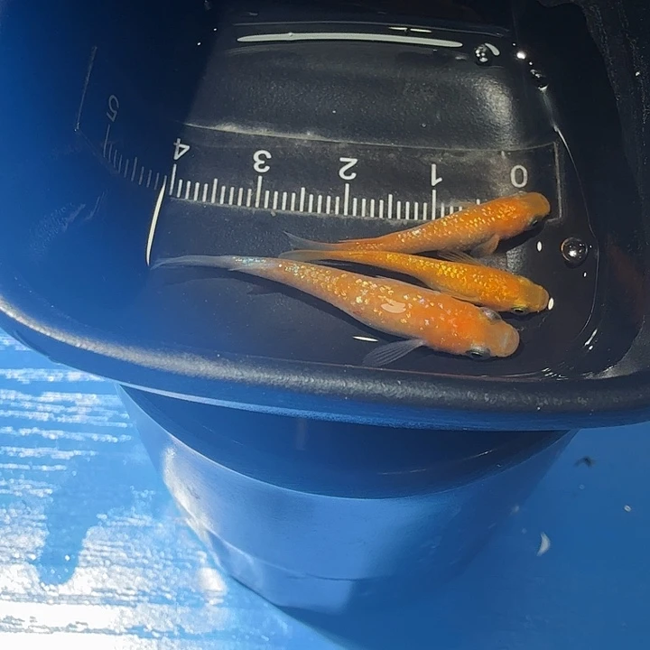 青鳉鱼9号拍品王华