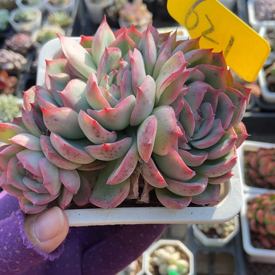 621侧影多肉植物多肉