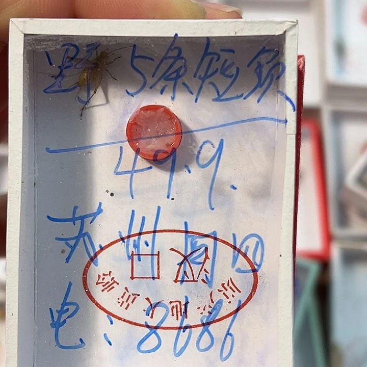 苏***四蟋蟀蝈蝈我在外面吃饭呢