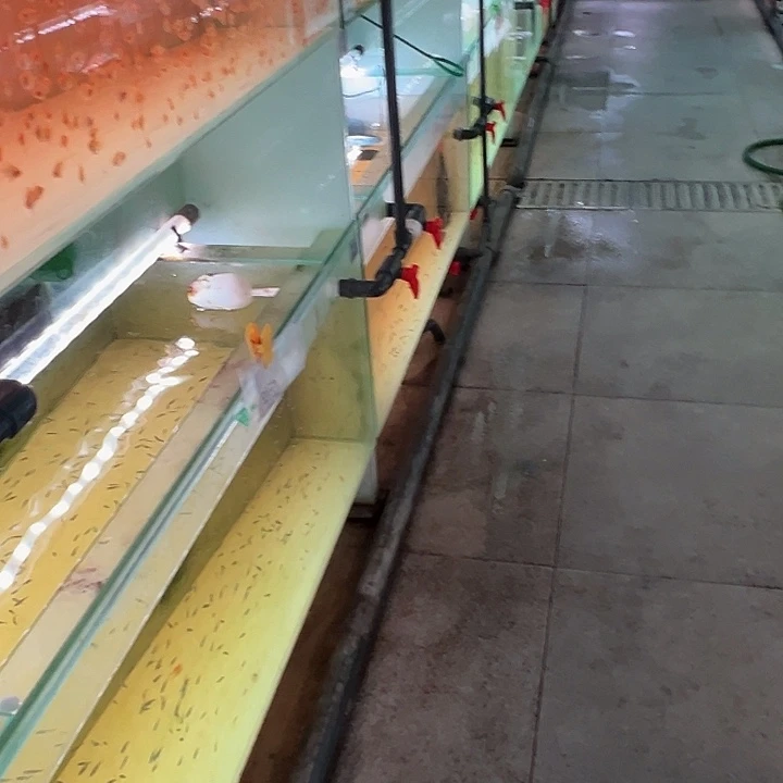 海水鱼小***瞅皇室青公1条