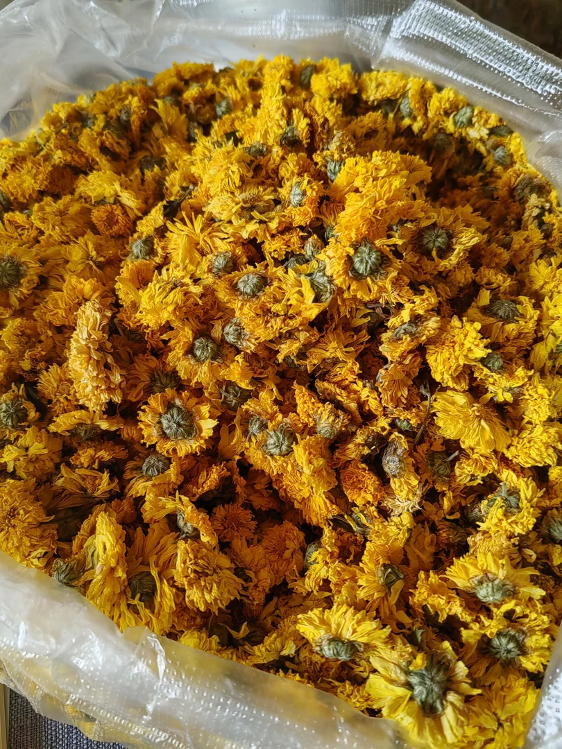 高黎贡农户自收野生小黄菊