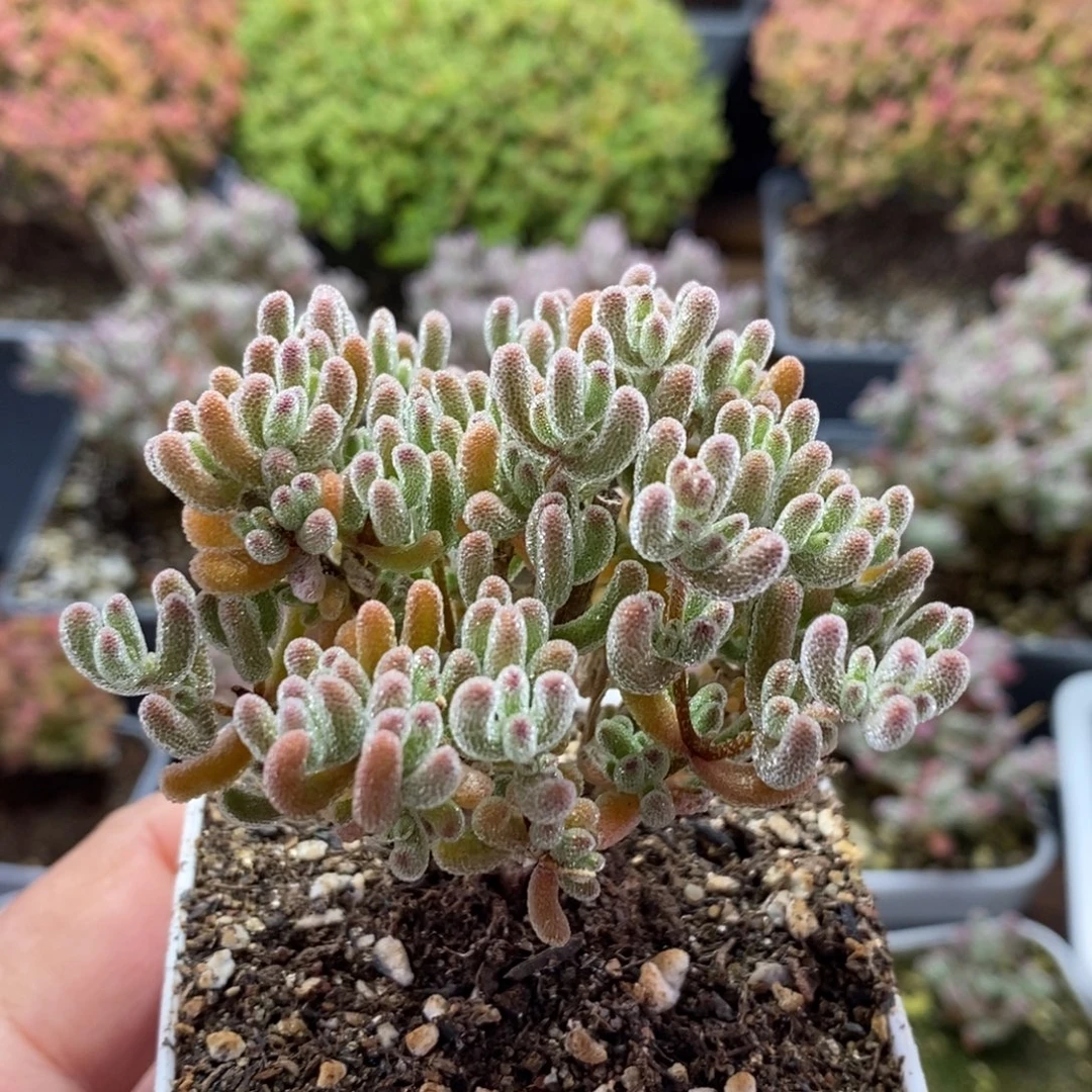 仙***王冰橙4313枝干番杏