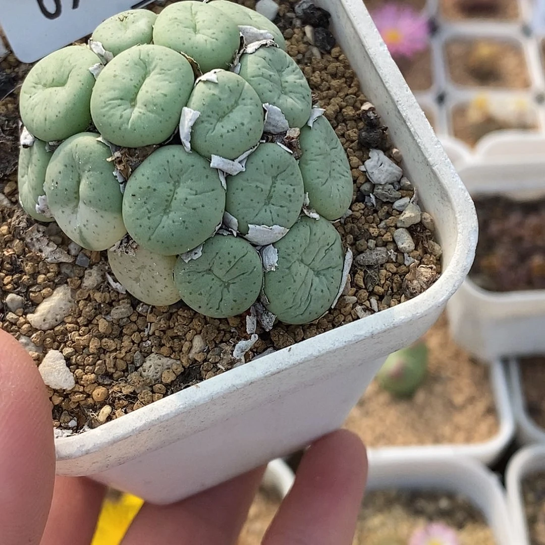 0930-43-大饼锦。