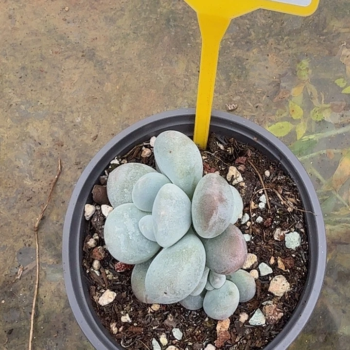 白帝城一物一拍989