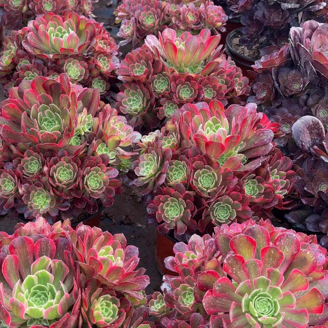 安娜9.9多肉植物