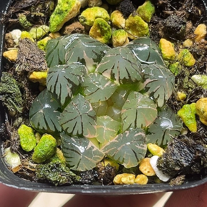 351龙爪玉露锦头家多肉十二卷