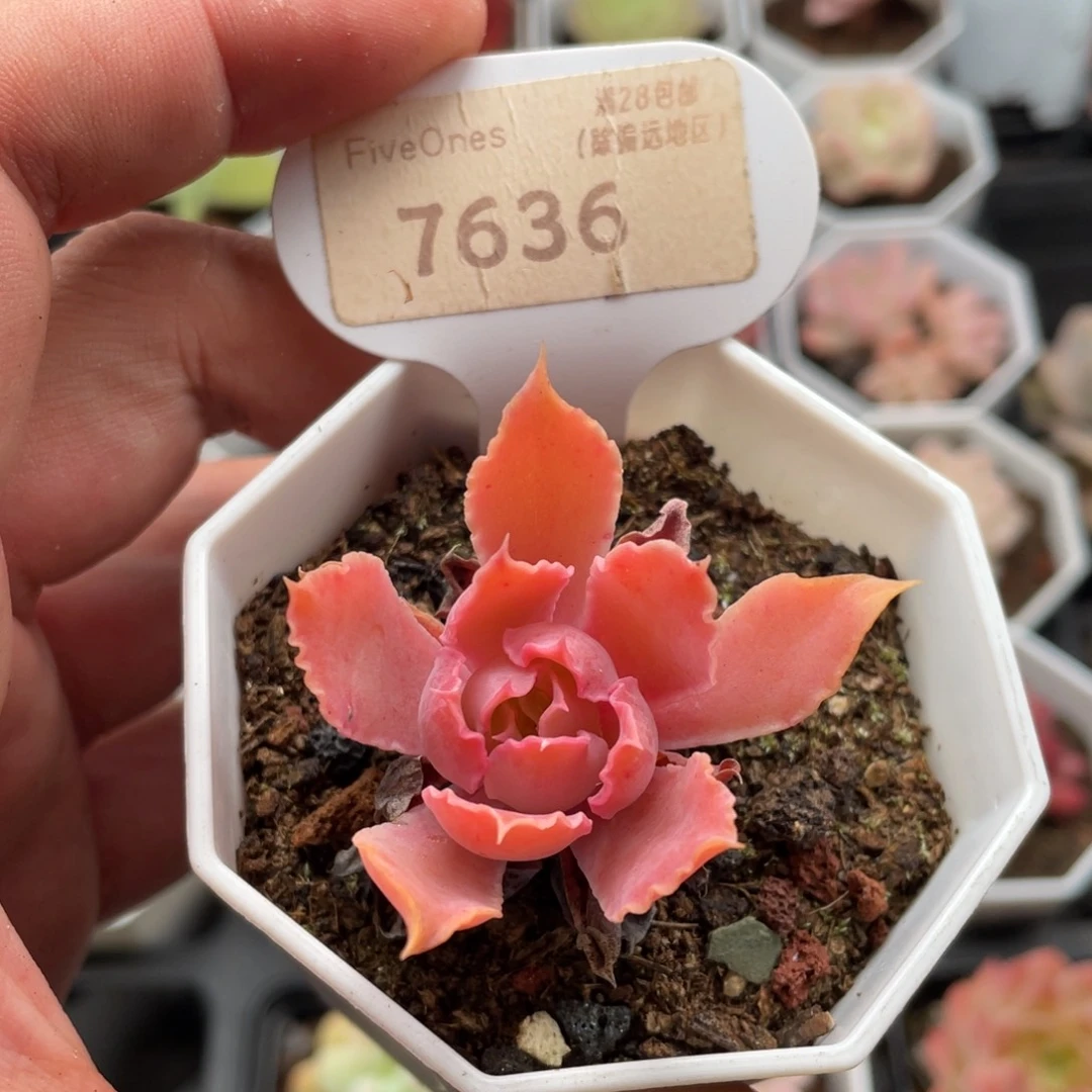 晚霞之舞7636-4.5厘米