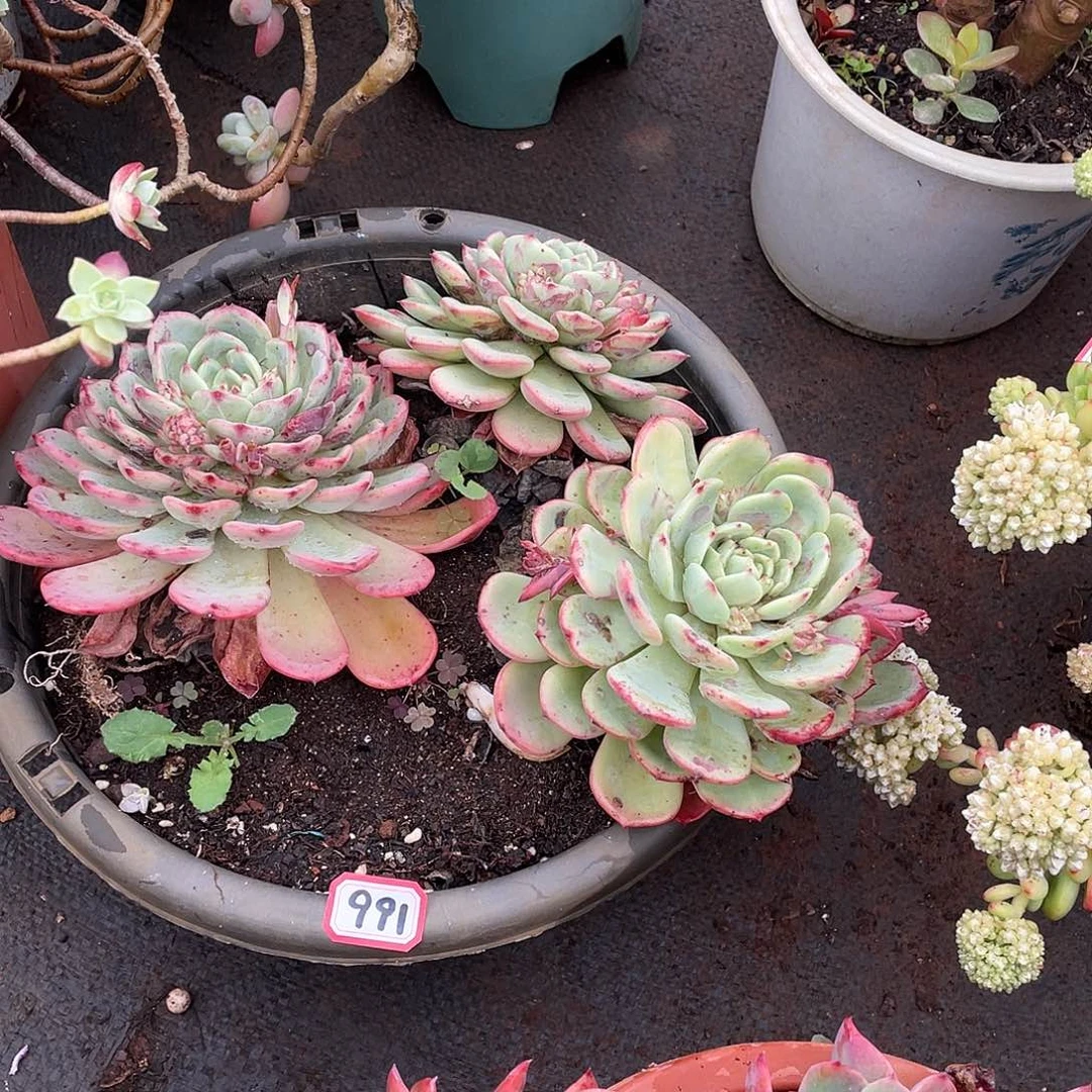 991三文鱼一物一拍多肉