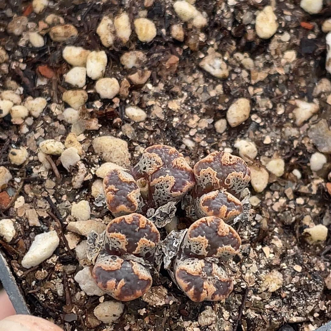 21-22勋章多肉植物