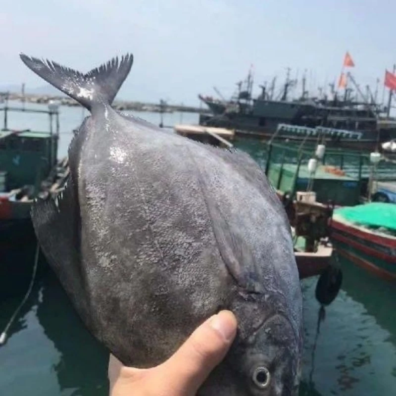 福建泉州船捕深海优质乌鲳鱼新鲜带鱼头整鱼黑鲳鱼海鱼顺丰包邮