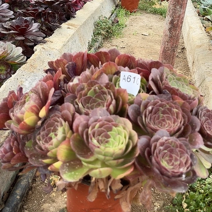 花月夜多肉植物610