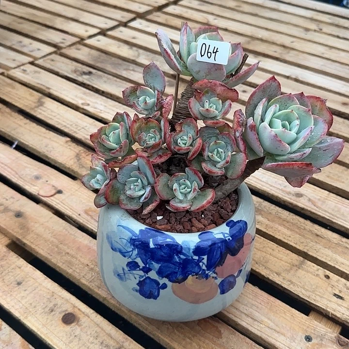 s****t064不售后凤脱土发货不退不换