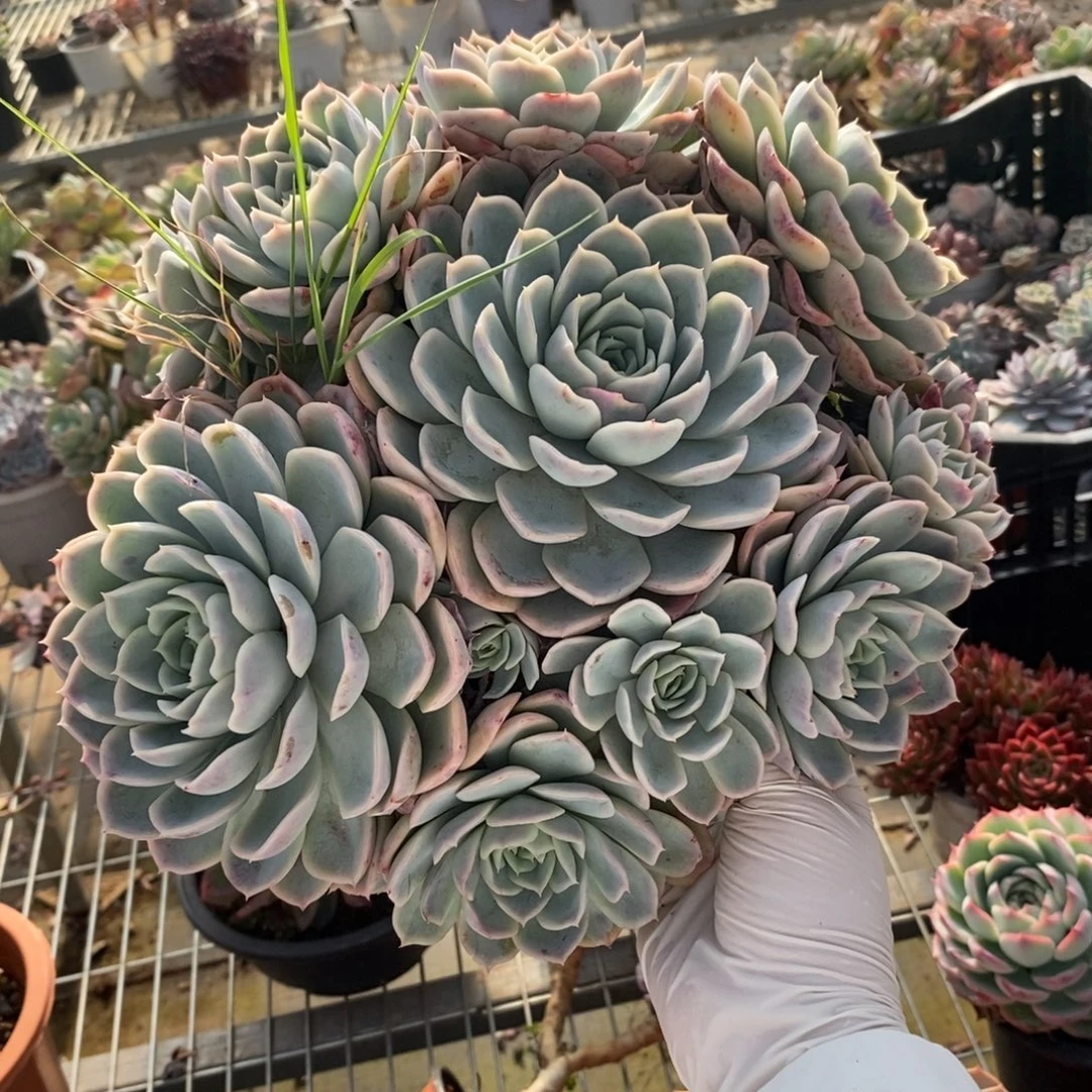 9502约瑟琳手捧一物一拍