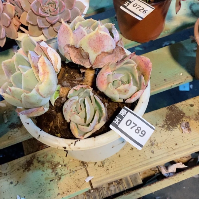 【闪购商品】官**学达芬奇密码0789