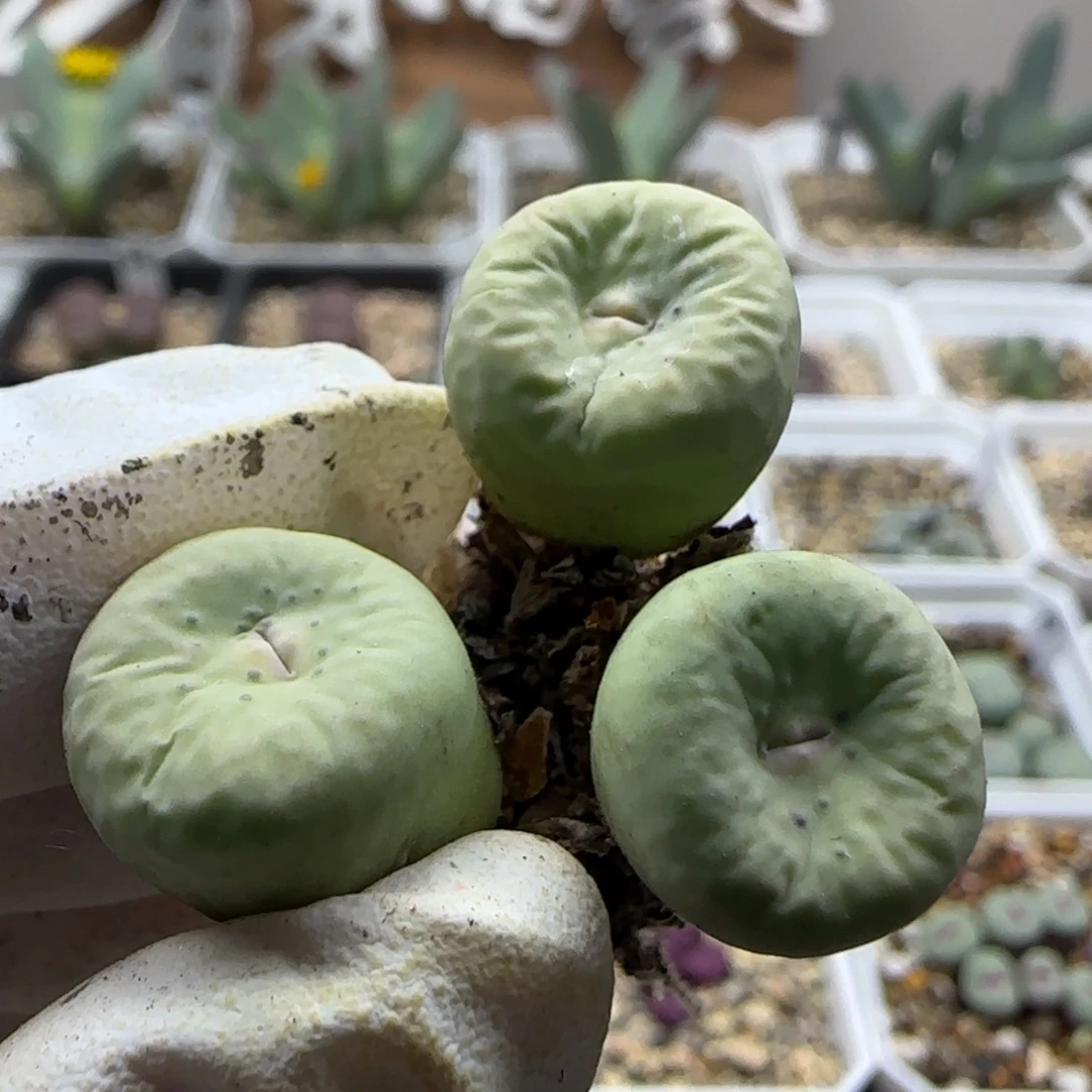 我***缘9-15-当天满38包邮特选大型红嘴单头1.5cm