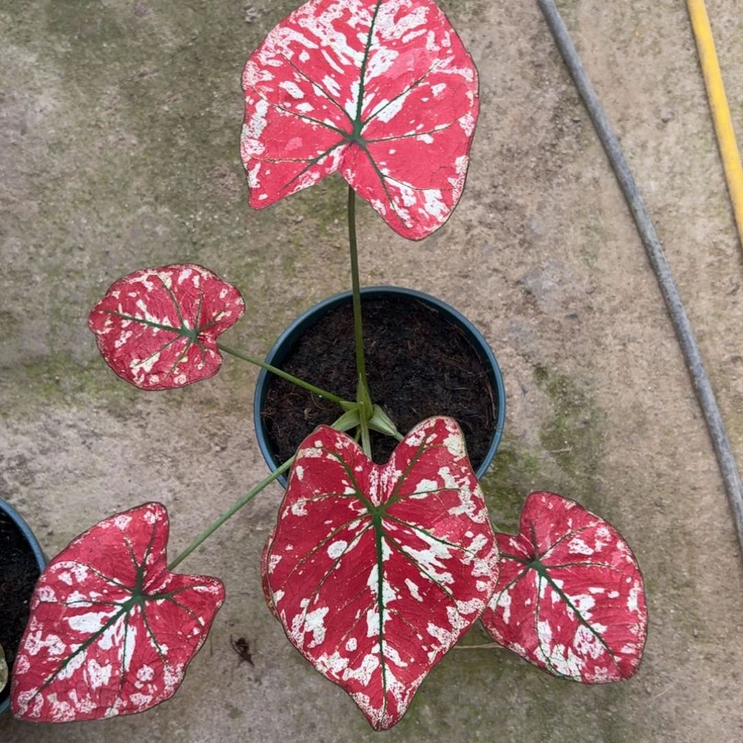 猩红玛丽泰国彩叶芋67-1217