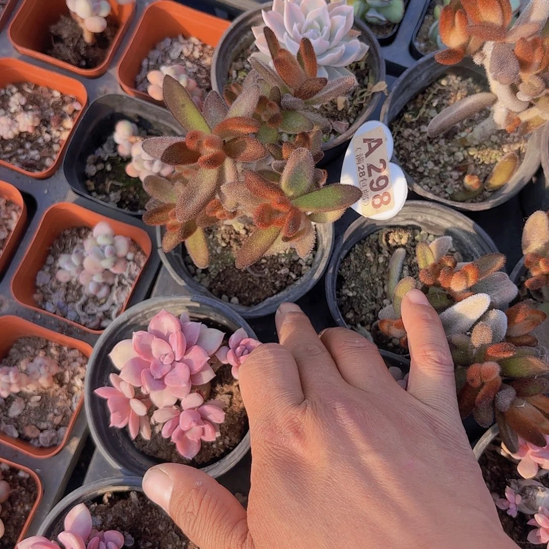 A298孙悟空一物一拍