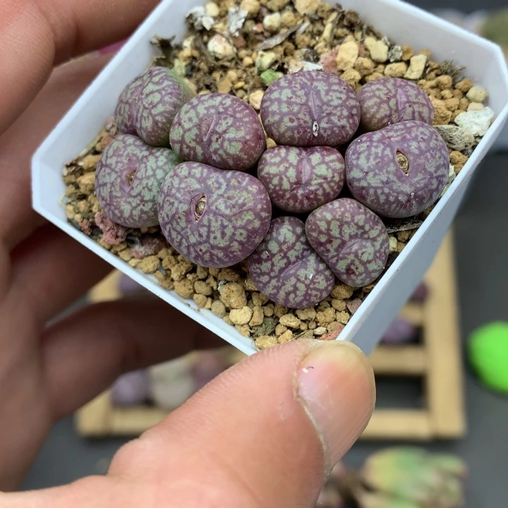 泪*痕精品多肉植物大战僵尸先生们的