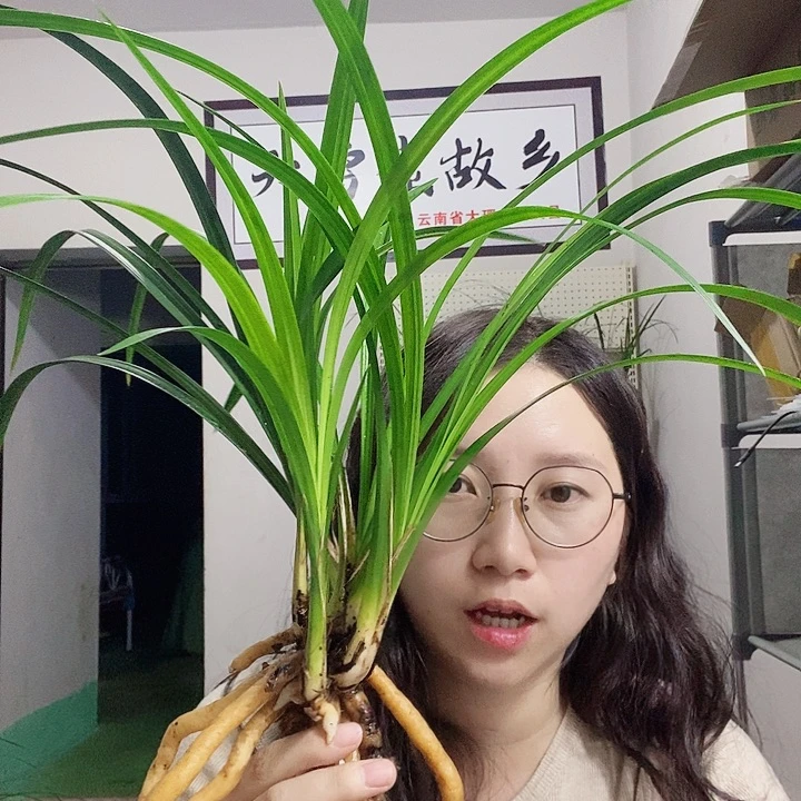 大部分花苞少量开放