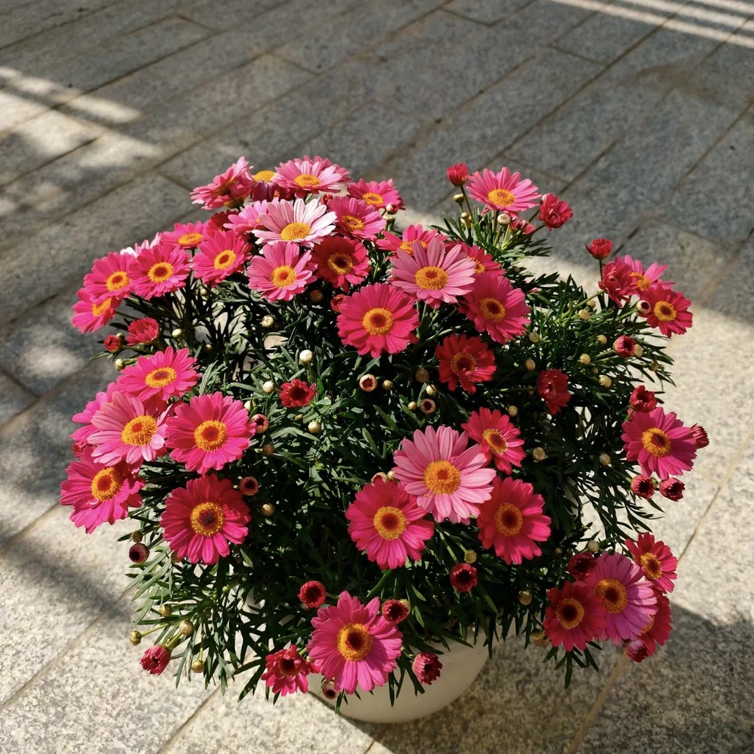 玛格丽特(红马)红色花花开出花来很大气好养护的花花