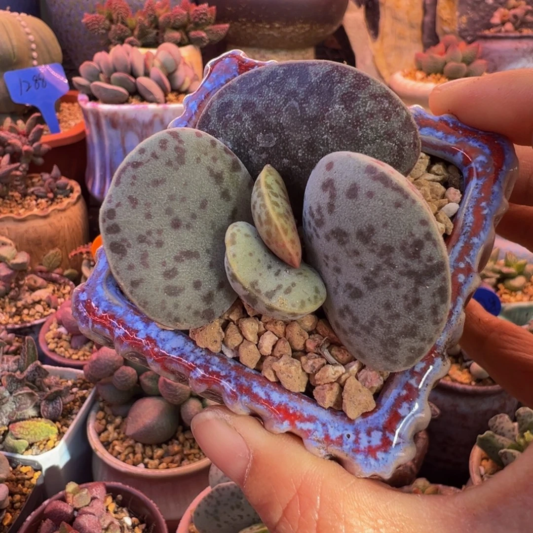 一组自拍，感谢支持