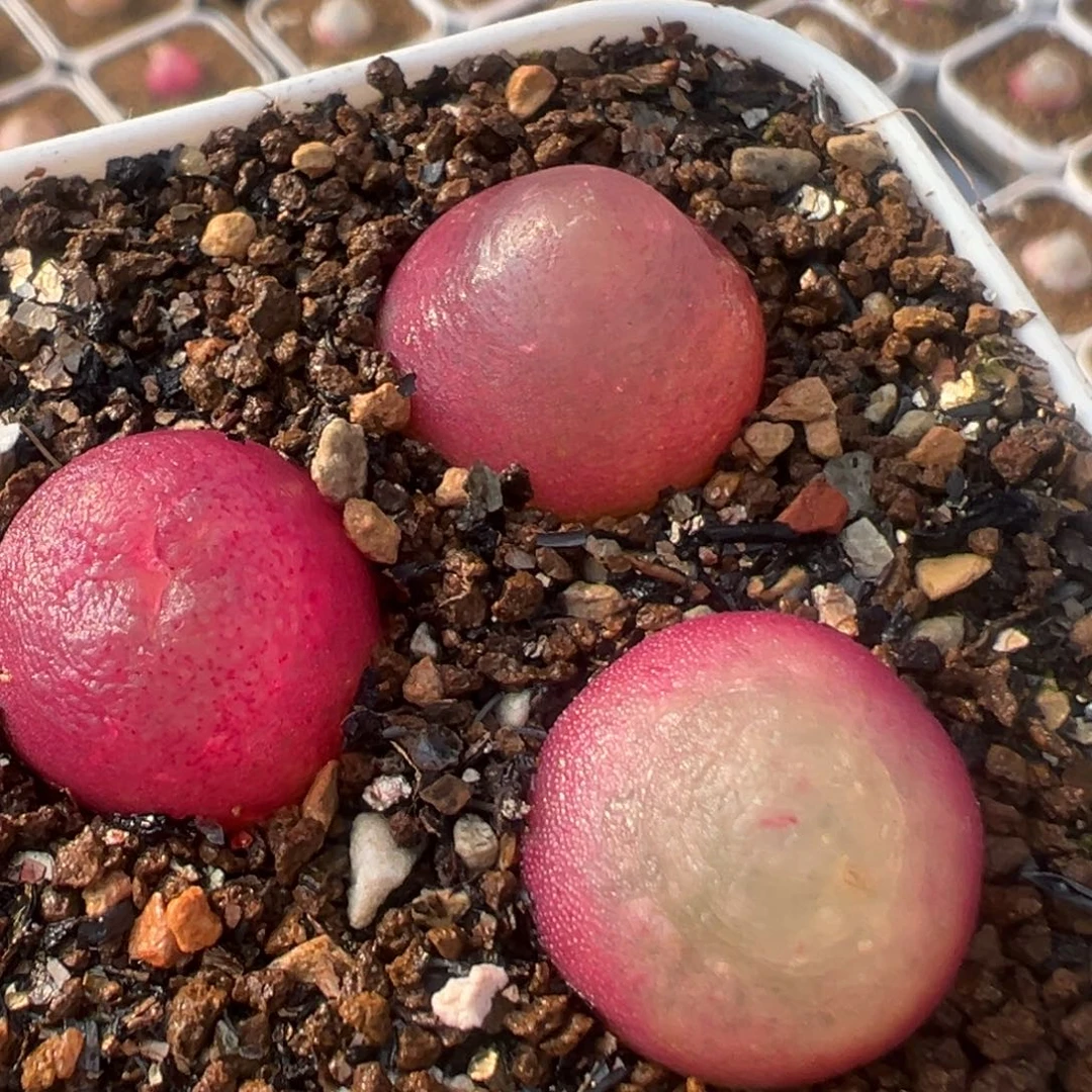 34多肉植物百科植物