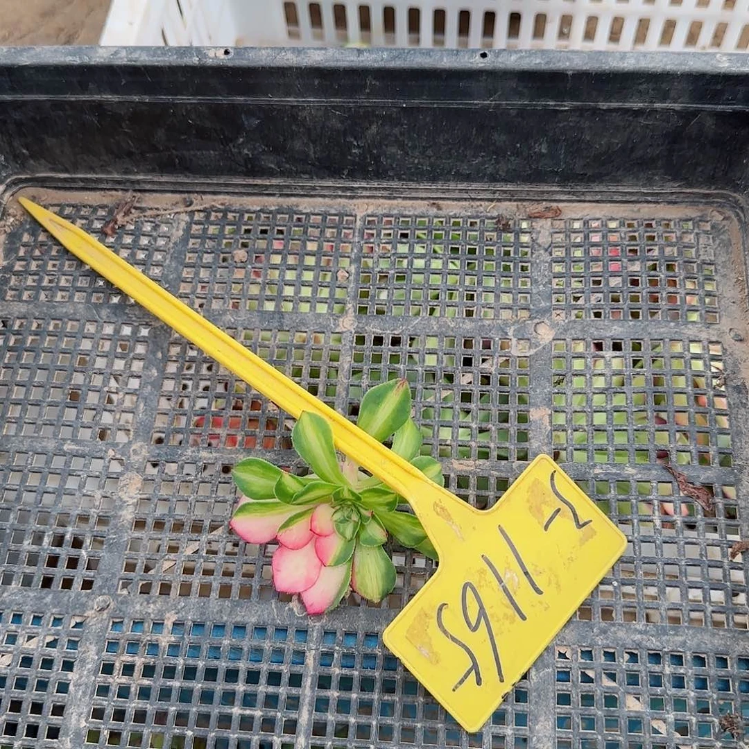 夏*童3-1165---多头多肉植物