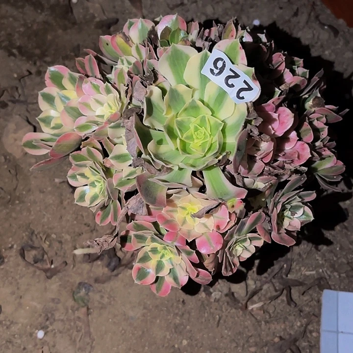 226女妖多肉植物不售后