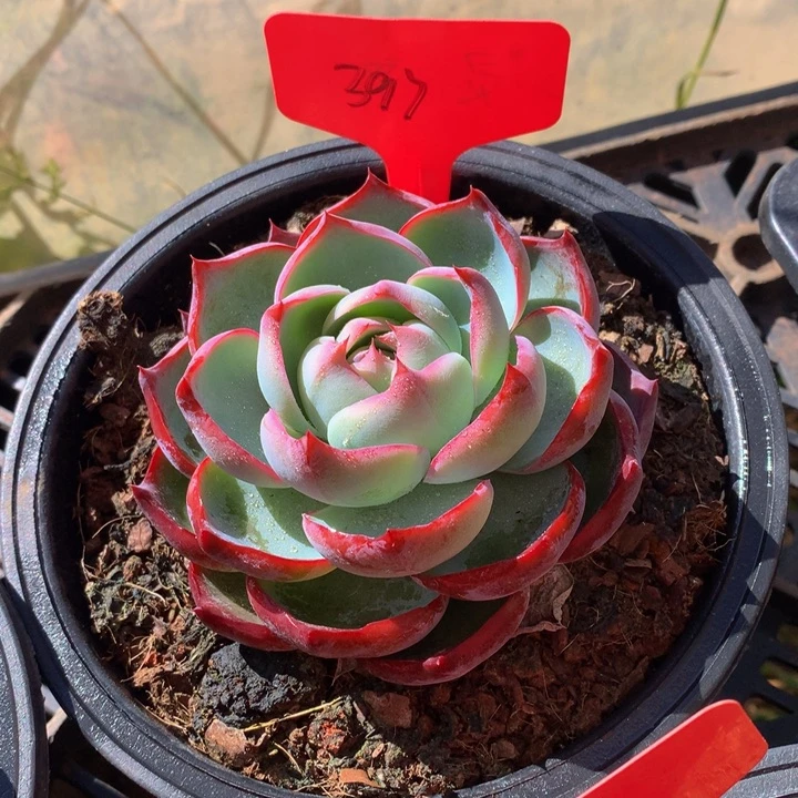 惊鸿仙子多日子黑五626373727