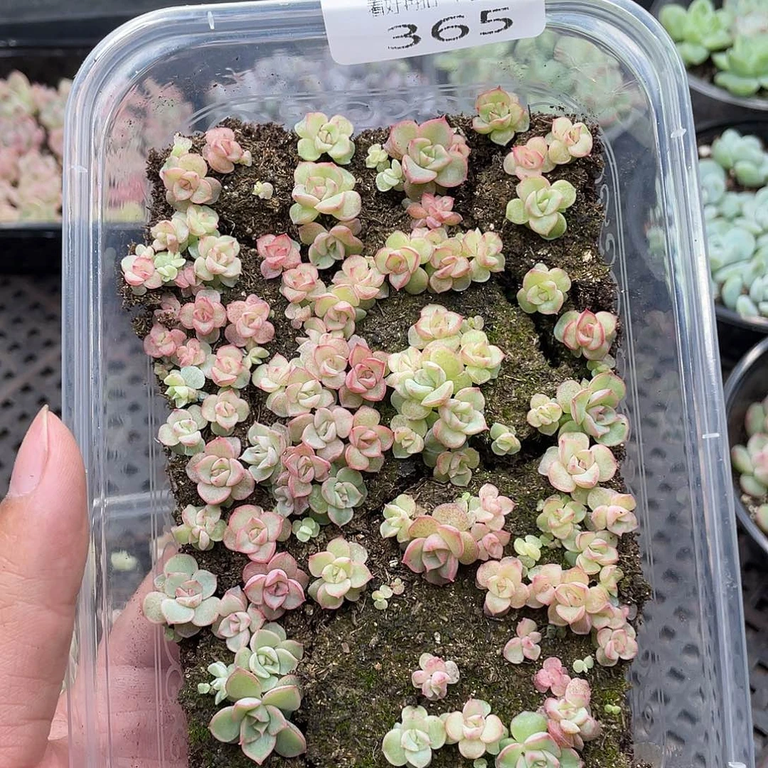 云糖心多肉植物365