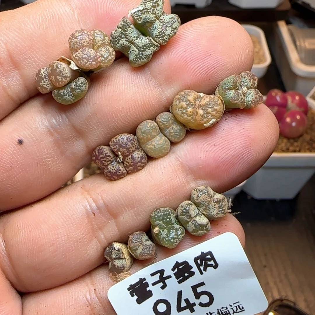 福利勋章。
