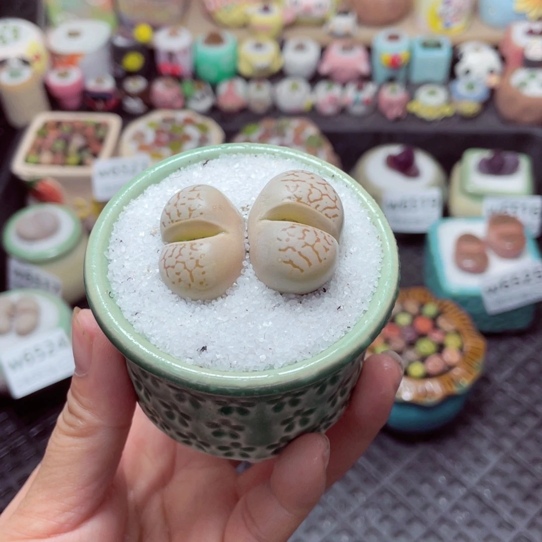 w6528 带盆土发货-零下地区拍保温箱