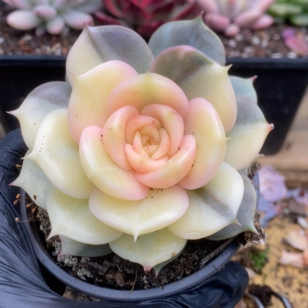 050贝加尔湖锦锦锦锦锦