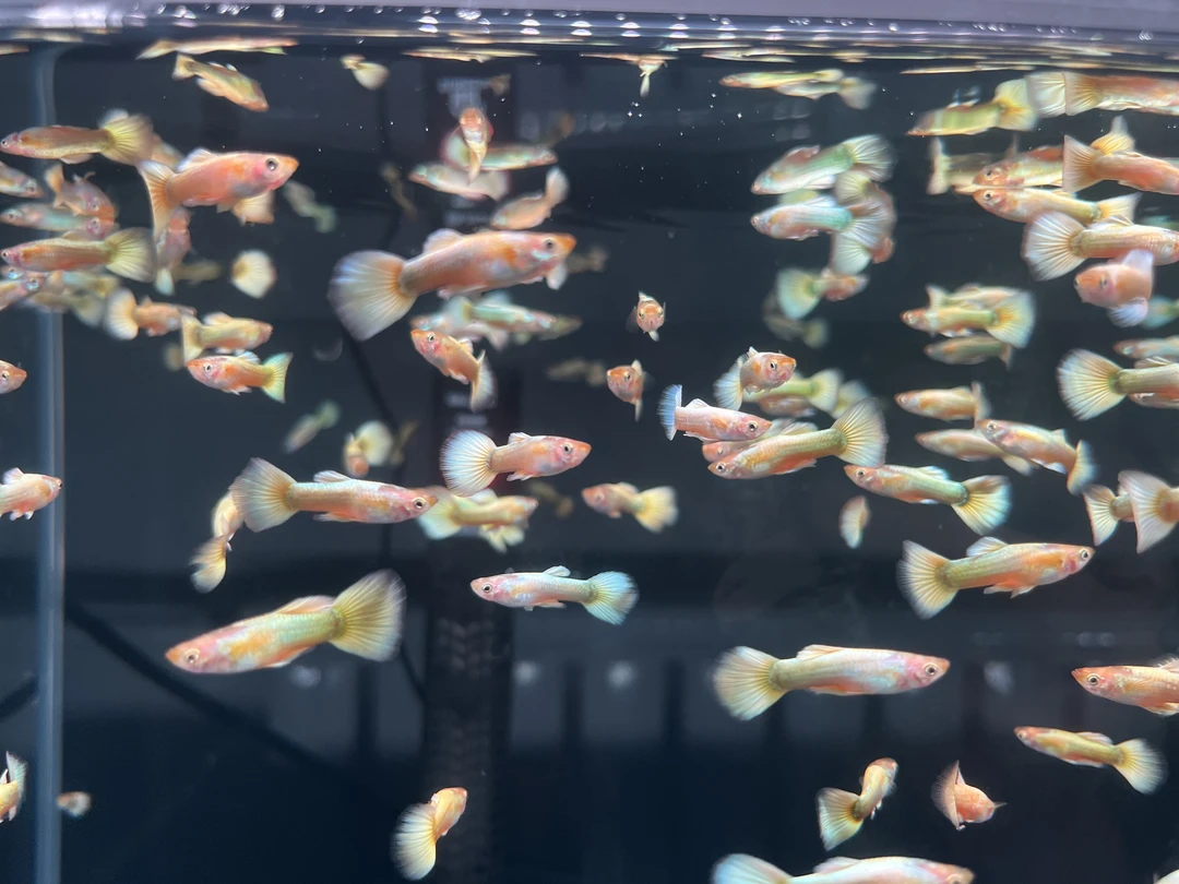 满麟黄金孔雀鱼公母搭对3-4个月鱼龄3-3.5cm纯种公母搭对热带鱼