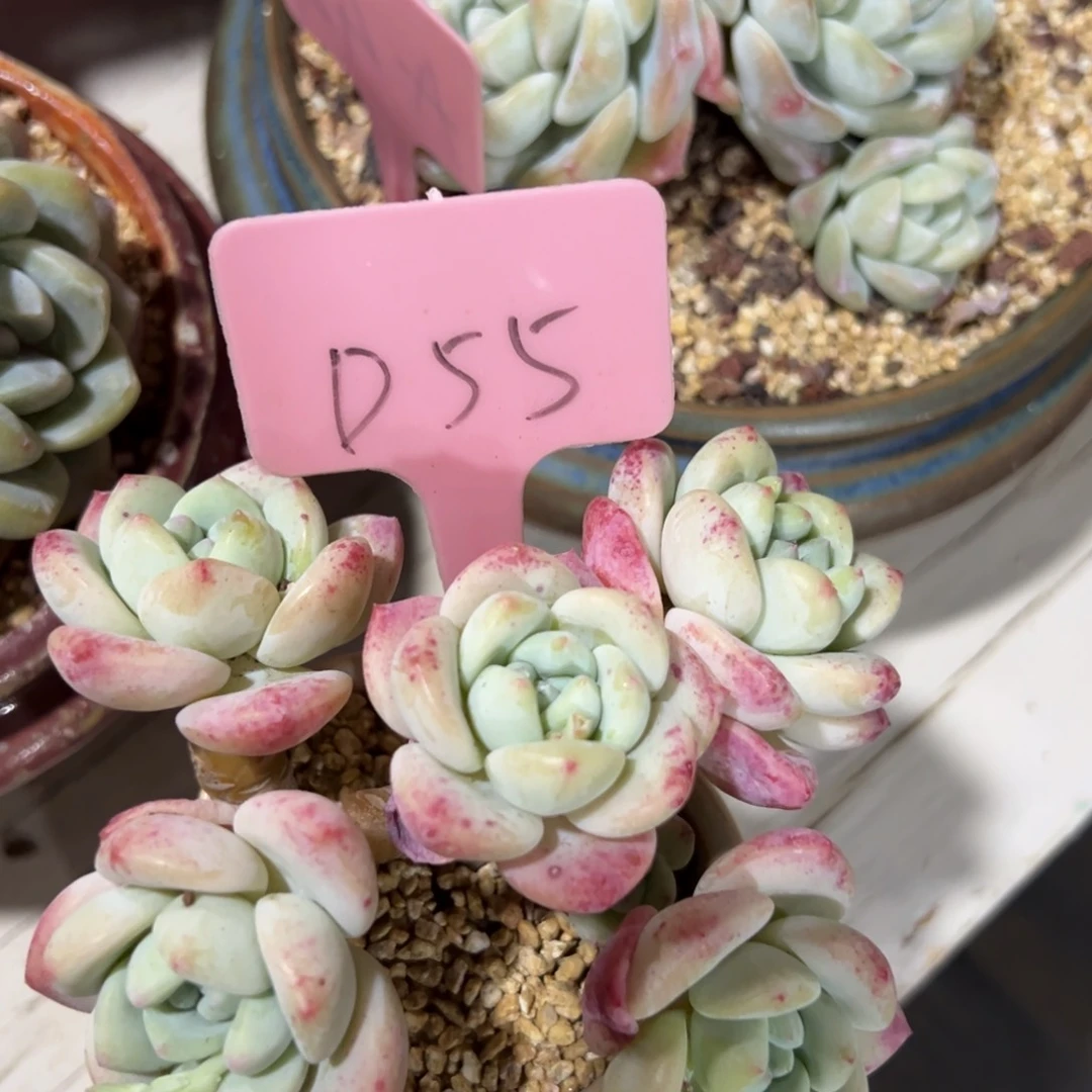 多肉植物一物一拍