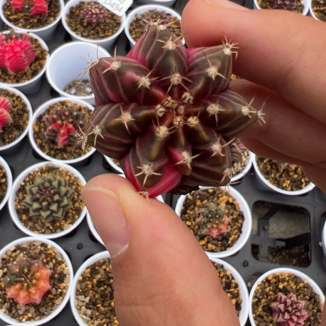 495 好看的米哈冲冲冲