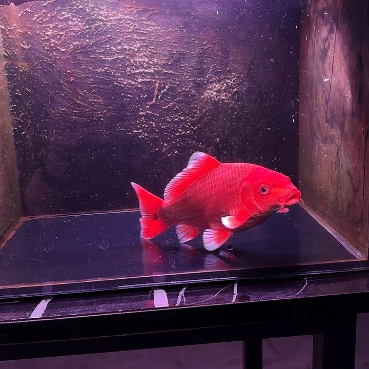 蝴蝶鲤鱼18号蝴蝶鲤尾巴有墨