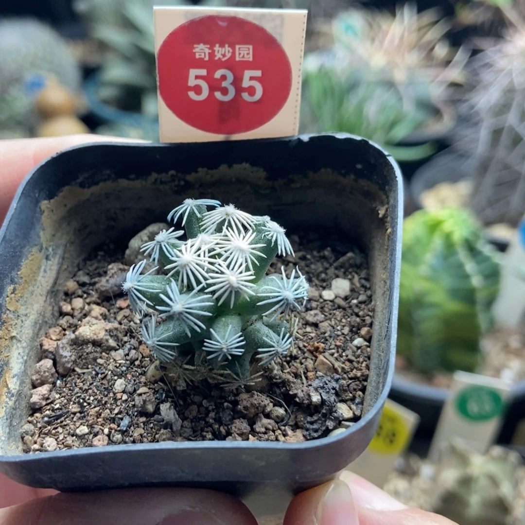 萝卜根孤月丸2.5cm