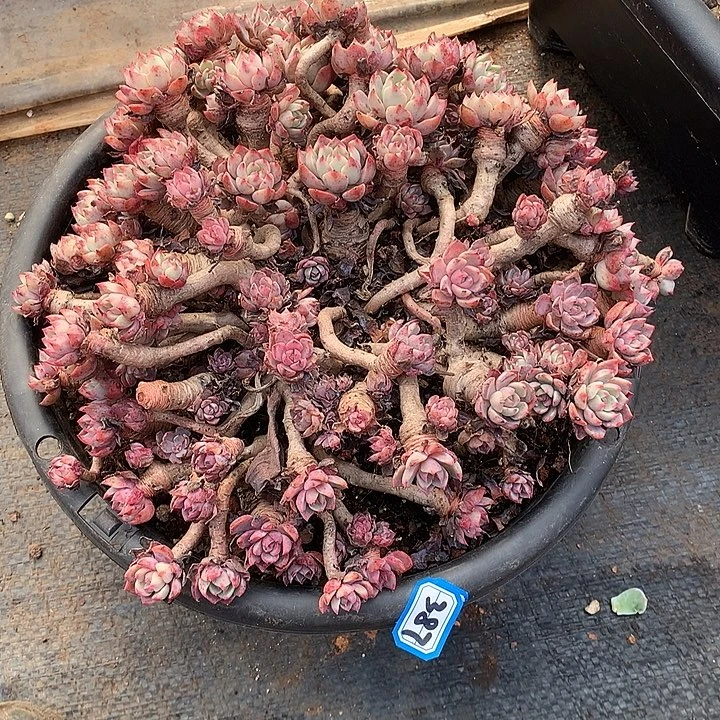 387娜娜 一物一拍多肉