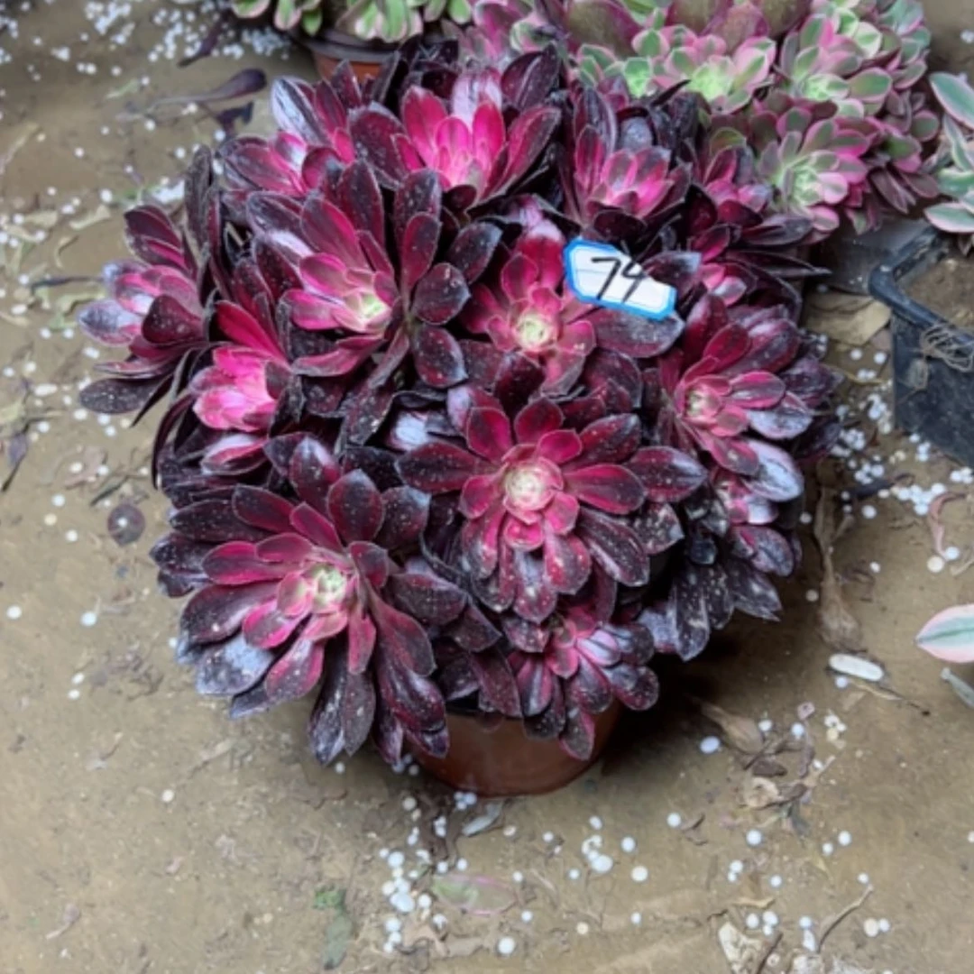 【闪购商品】多肉植物香奶79