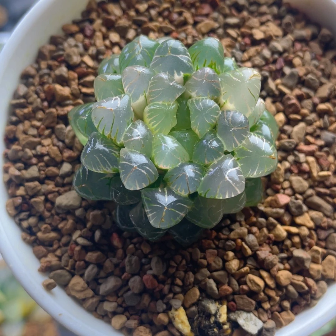 9*十二卷姬玉露锦。