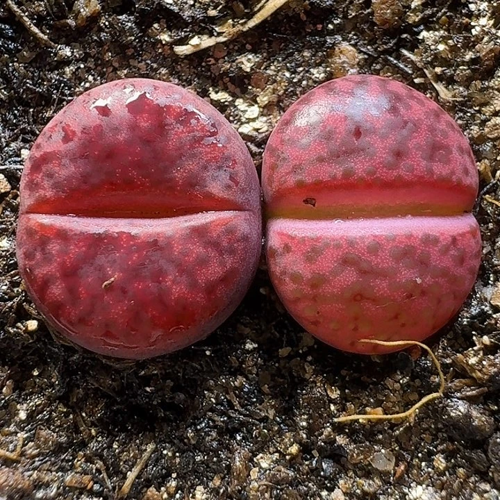 生石花1111。 1公分半。 73