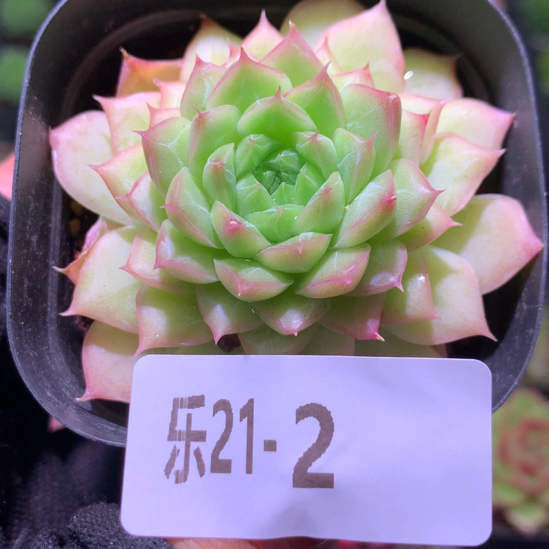 乐然21-2 清浅单头