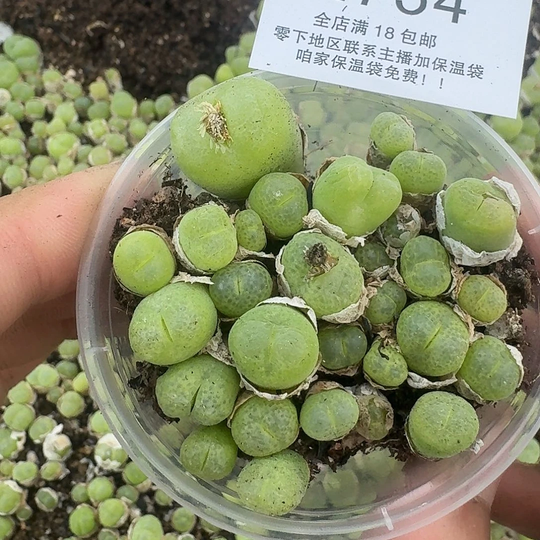 2734 哈哈哈哈哈哈哈