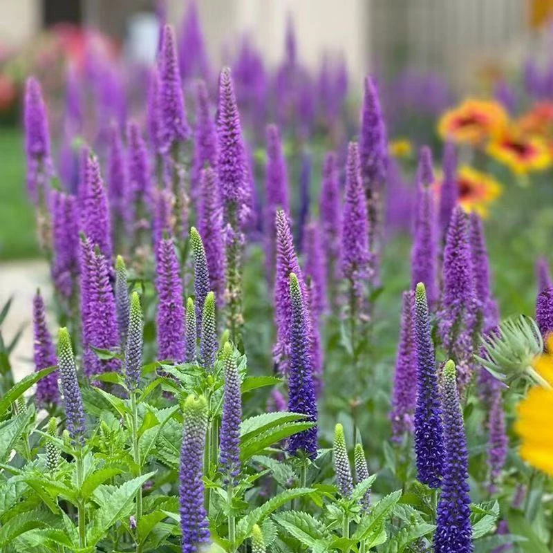 一加仑碎花婆婆纳多年生花镜植物【四季植觉】