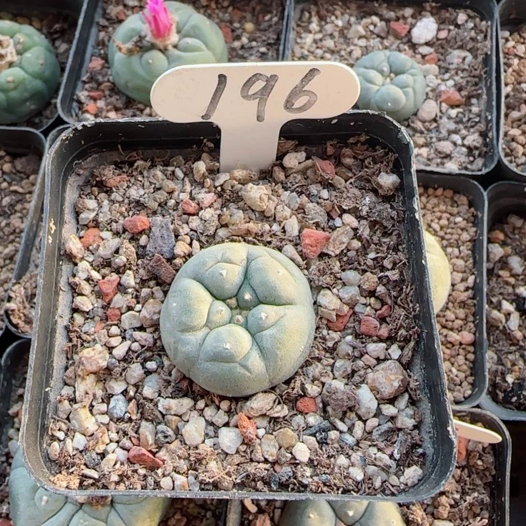 实生草球多肉0000