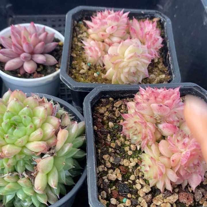 132 多肉植物盆栽花卉