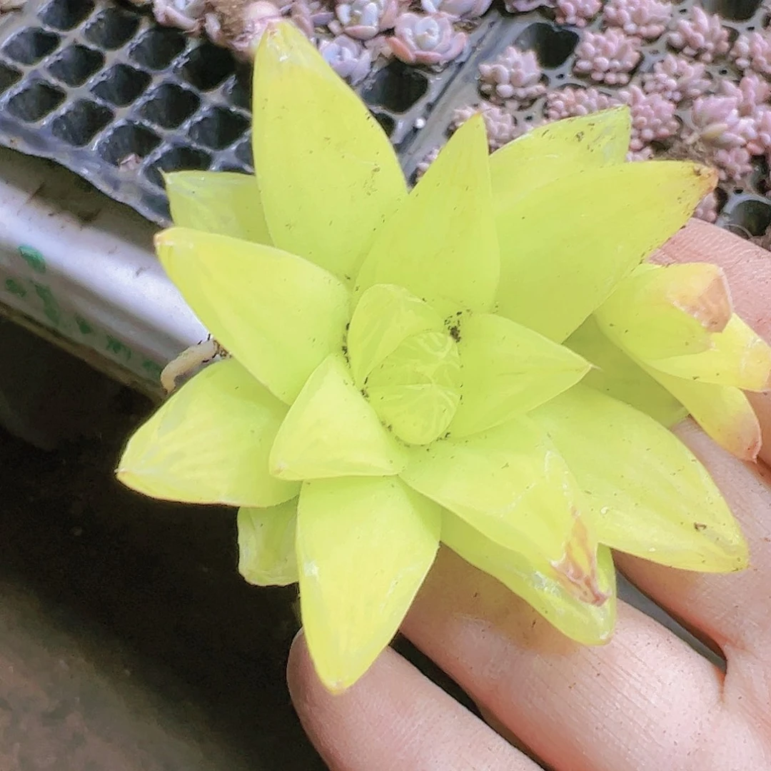 黄金雨露3个19包邮