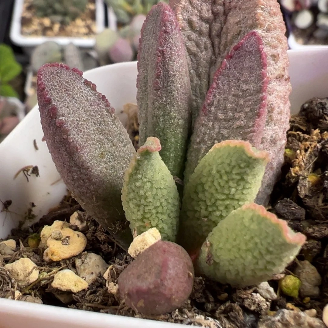 龙渊水泡多肉植物水泡