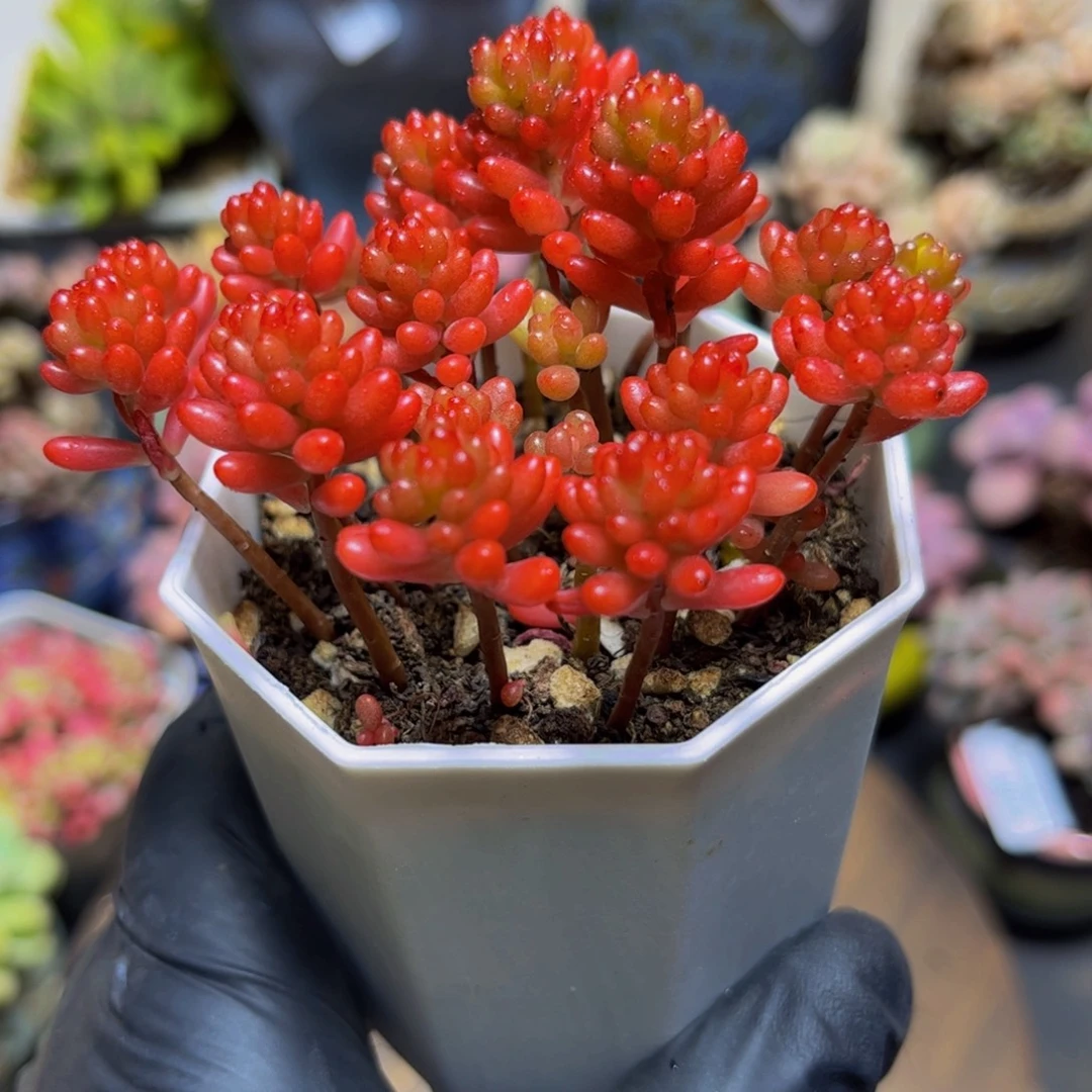 348红色浆果8厘米（散拼）